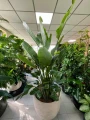 Strelitzia Nicolai XXL, Strelicja biała