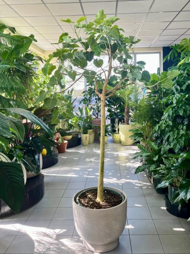 Ficus Petiolaris