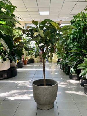Ficus elastica Moonshine, Ficus Shivereana, fikus