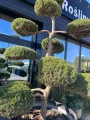 Jałowiec Bonsai, Juniperus Hetzii