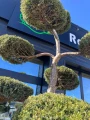 Jałowiec Bonsai, Juniperus Hetzii