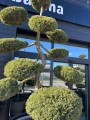 Jałowiec Bonsai, Juniperus Hetzii L
