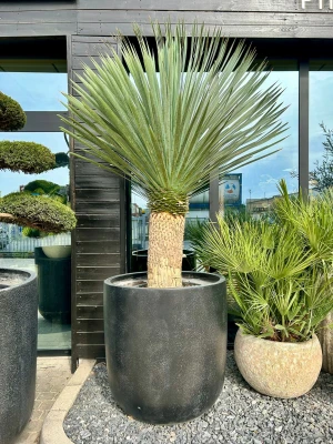 Yucca rostrata, juka XL