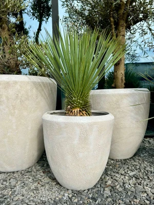 Yucca rostrata, juka M