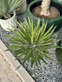 Yucca filifiera australis