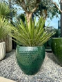 Yucca filifiera australis
