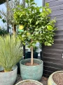 Citrus limon, drzewo cytrynowe