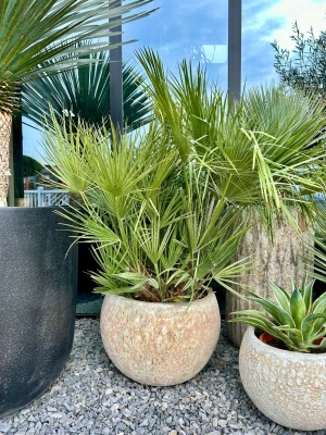 Chamaerops humilis, karłatka, palma XL