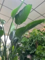 Strelitzia Nicolai