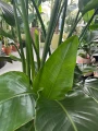 Strelitzia Nicolai