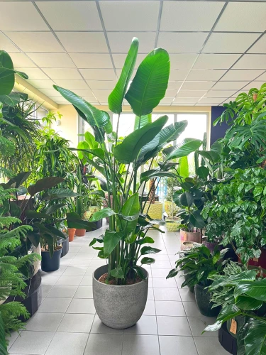 Strelitzia Nicolai