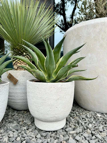 Agave variegata