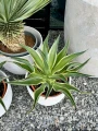 Agave variegata