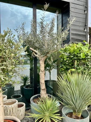 Olea europaea, drzewo oliwne, oliwka rozgałęziona