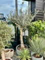 Olea europaea, drzewo oliwne rozgałęzione