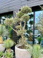Olea europaea, bonsai drzewo oliwne XL
