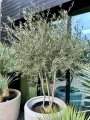 Olea europaea, rozgałęzione drzewo oliwne