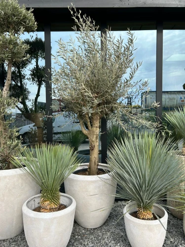 Olea europaea, drzewo oliwne L