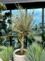 Olea europaea, drzewo oliwne L