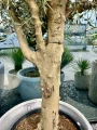 Olea europaea, drzewo oliwne L