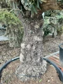 Olea Europeae XXL, drzewo oliwne