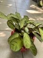 Ctenanthe burle-marxii Amagris