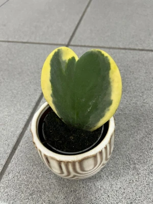 Hoya Kerrii Outed Variegated, hoja XS