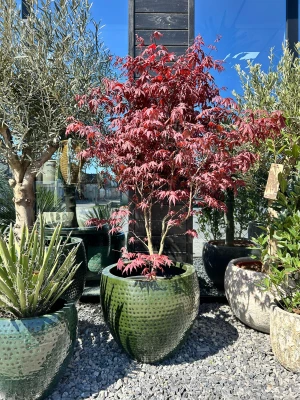 Acer palmatum Bloodgood, klon palmowy