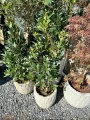 Laurus nobilis, liść laurowy