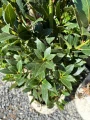Laurus nobilis, liść laurowy