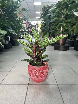 Calathea lancifolia, kalatea