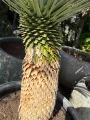 Yucca Rostrata, H: 160