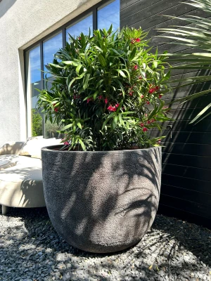 Oleander ciemnoróżowe kwiaty