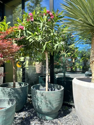 Oleander na pniu jasnoróżowe kwiaty