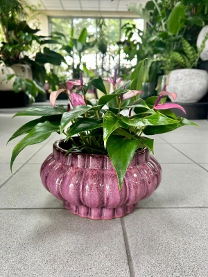 Anthurium Champion Zizou misa, anturium