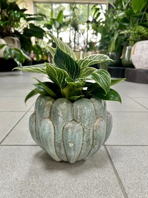 Philodendron Birkin, filodendron