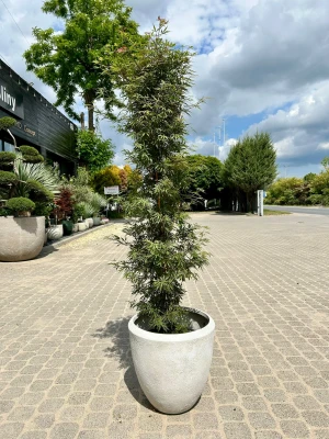 Acer palmatum Jerre Schwartz, klon palmowy