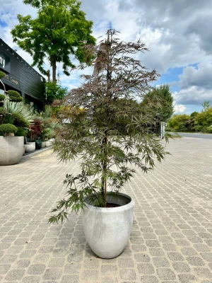 Acer palmatum Garnet, klon palmowy