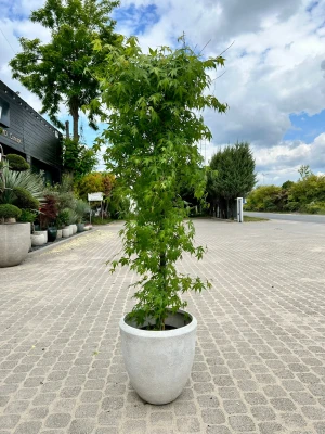 Acer palmatum Katsura, klon palmowy