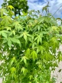 Acer palmatum, Klon palmowy Katsura