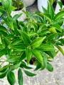Citrus sinensis, drzewko pomarańczowe