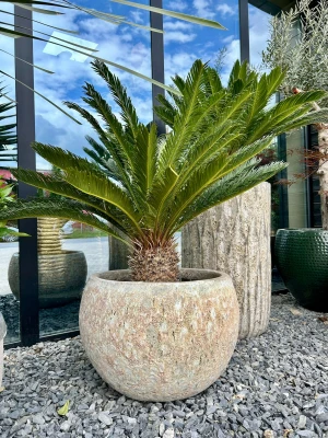 Cycas revoluta, cykas XXL