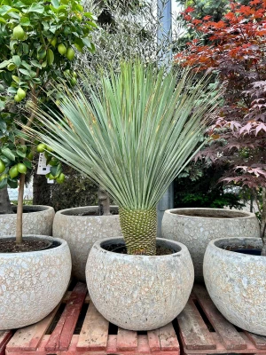 Yucca rostrata, juka H: 130 cm