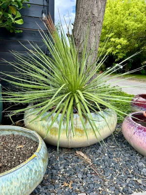 Agave filifera, agawa
