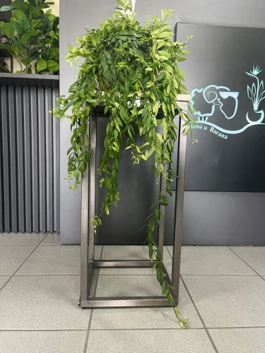Aeschynanthus