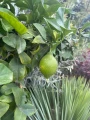 Citrus, Drzewo cytrusowe, Cytryna