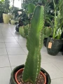 Euphorbia Ingens Canarias, Wilczomlecz