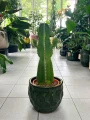 Euphorbia Ingens Canarias, Wilczomlecz