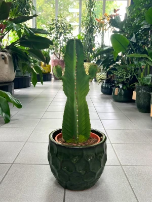 Euphorbia Ingens Canarias, wilczomlecz