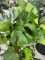 Monstera deliciosa, monstera dziurawa na paliku